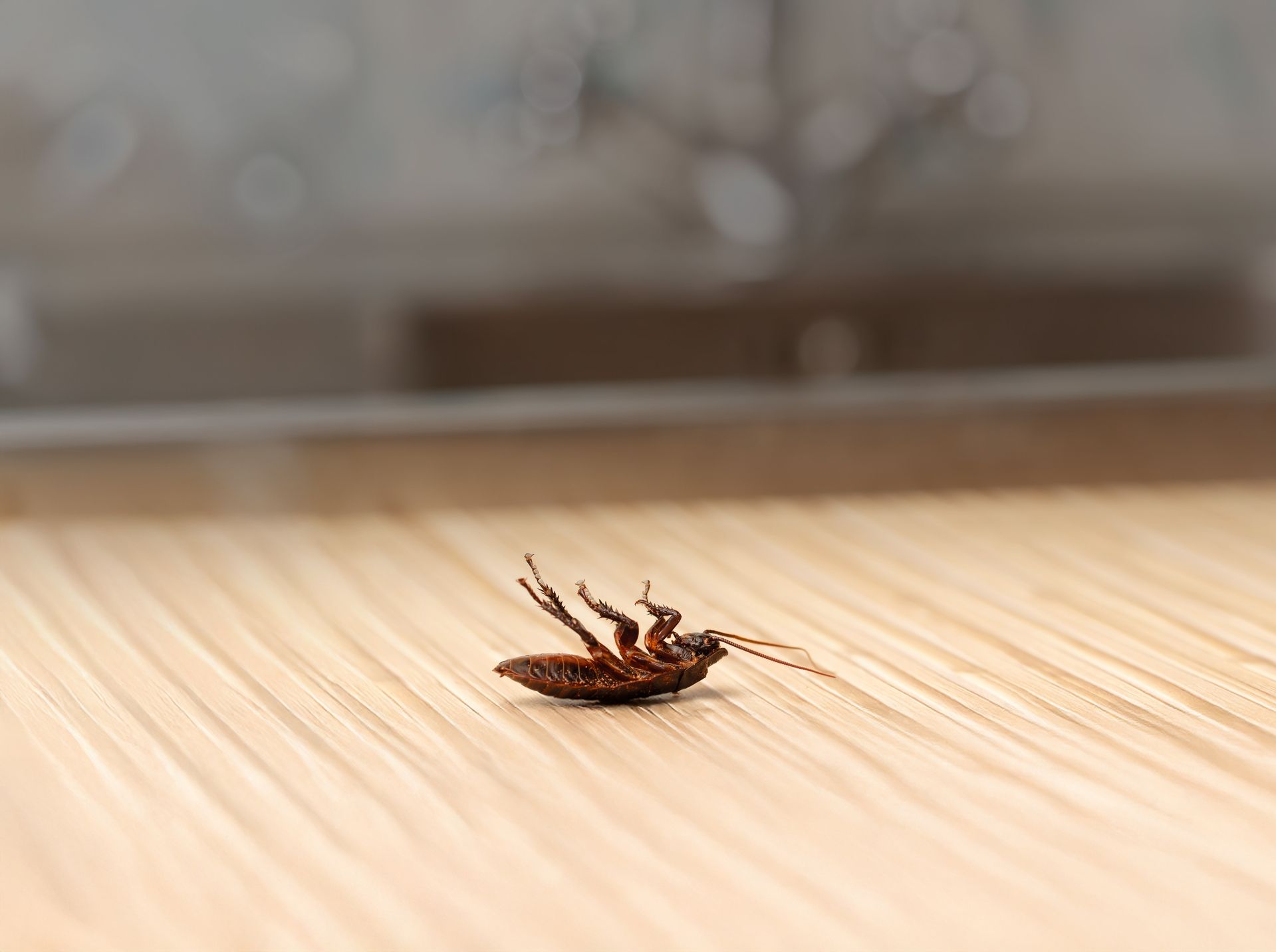 eine Kakerlake liegt tot auf ihrem Rücken auf einem Holzuntergrund