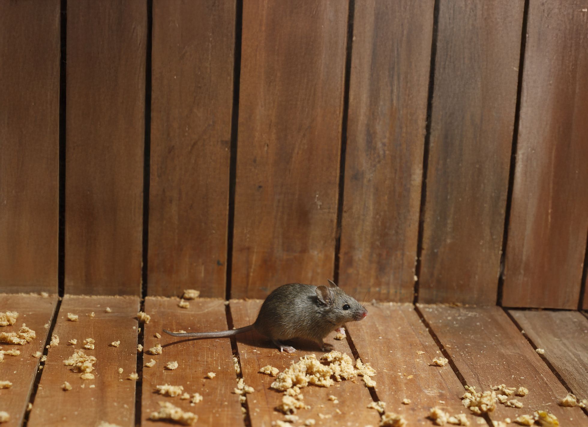 eine braune Maus sitzt vor einem hölzernen Hintergrund und frisst Brotkrümel